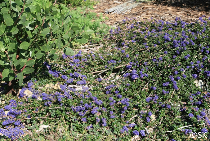 Ceanothus  'Centennial' California lilac