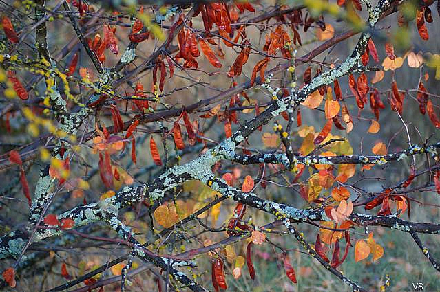 Cercis occidentalis  western redbud
