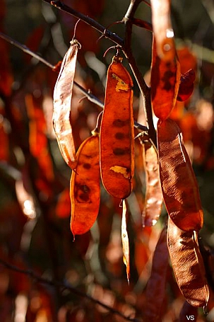 Cercis occidentalis  western redbud