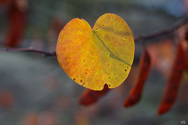 Cercis occidentalis  western redbud