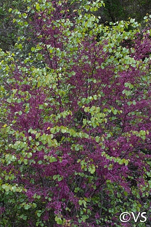 Cercis occidentalis  western redbud