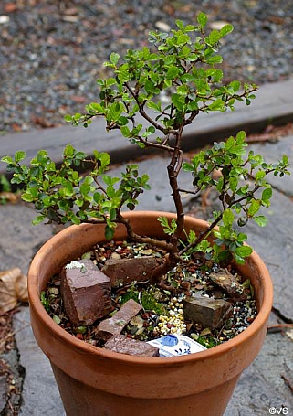 Cercocarpus betuloides  mountain mahogany