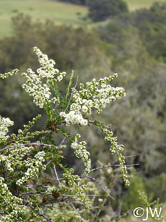 Adenostoma fasciculatum  chamise