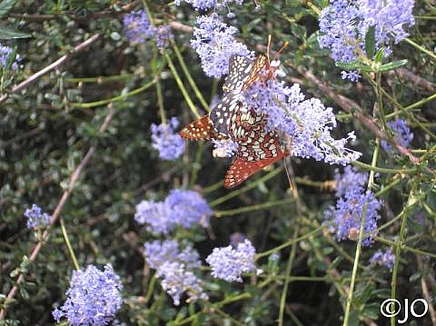 Ceanothus parryi  Parry's ceanothus, ladybloom