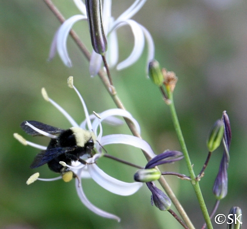 Chlorogalum pomeridianum v. pomeridianum  soap plant