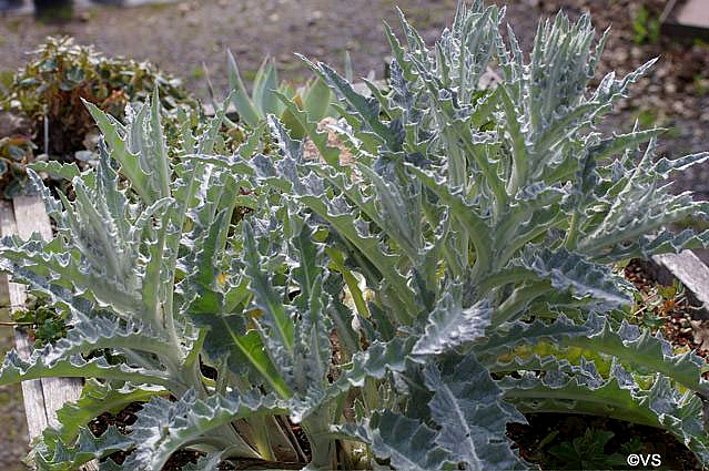 Cirsium occidentale  cobweb thistle