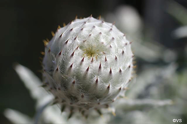 Cirsium occidentale  cobweb thistle