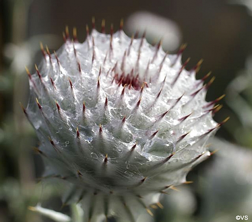 Cirsium occidentale  cobweb thistle