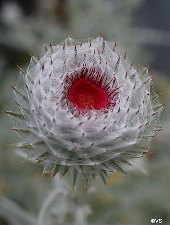 Cirsium occidentale  cobweb thistle