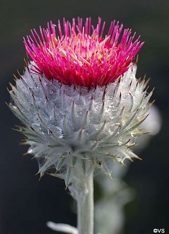 Cirsium occidentale  cobweb thistle