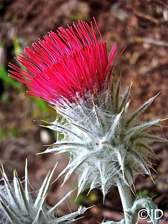 Cirsium occidentale  cobweb thistle