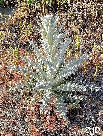 Cirsium occidentale  cobweb thistle
