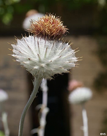 Cirsium occidentale  cobweb thistle