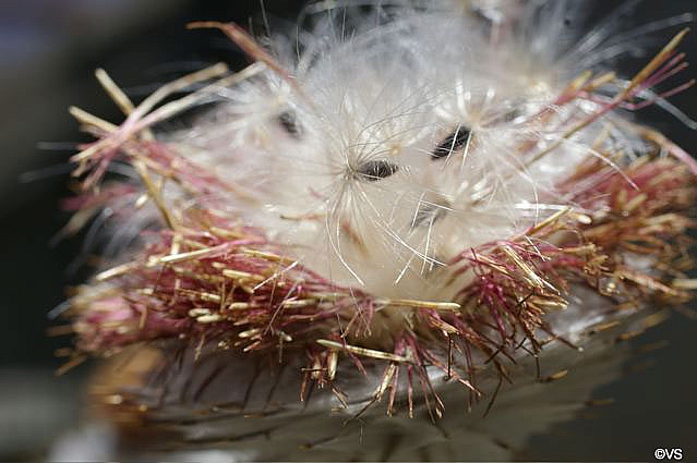 Cirsium occidentale  cobweb thistle