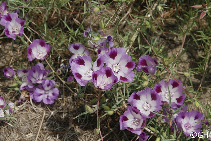Clarkia williamsonii  Fort Miller fairyfan