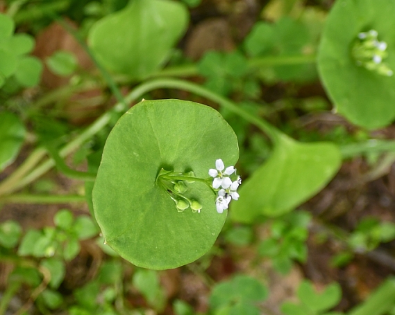 Claytonia perfoliata  miner's lettuce