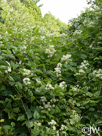 Clematis ligusticifolia  virgin's bower