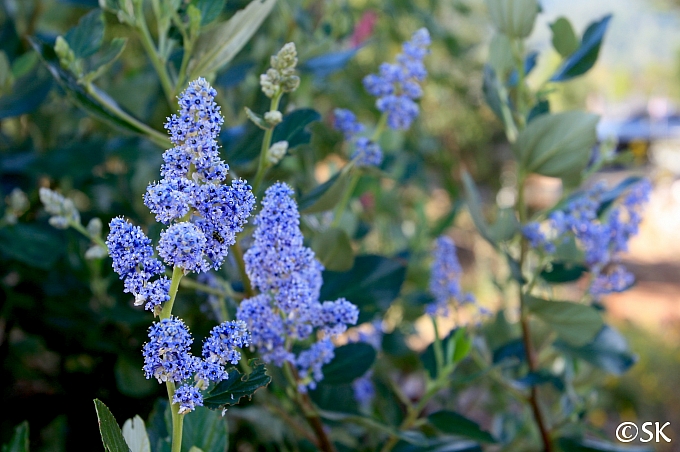 Ceanothus arboreus 'Cliff Schmidt' island ceanothus