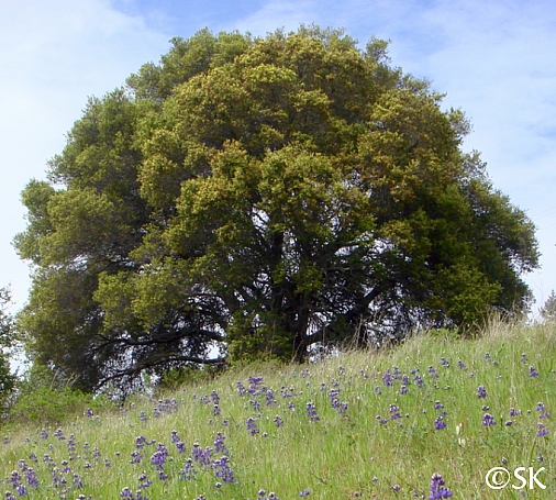 Quercus agrifolia  coast live oak