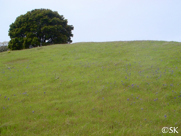 Quercus agrifolia  coast live oak