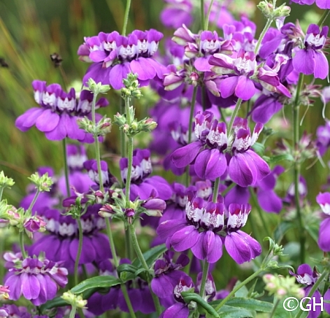 Collinsia heterophylla - Sierra Form  purple Chinese houses