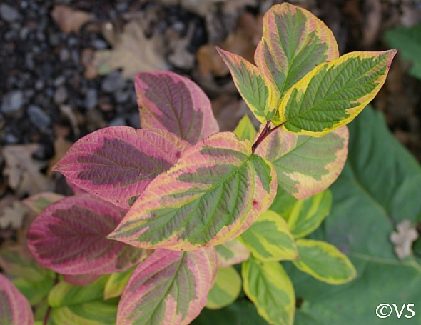 Cornus sericea 'Hedgerow's Gold' redtwig dogwood