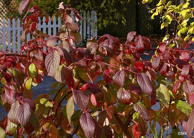 Cornus sericea  western redtwig dogwood