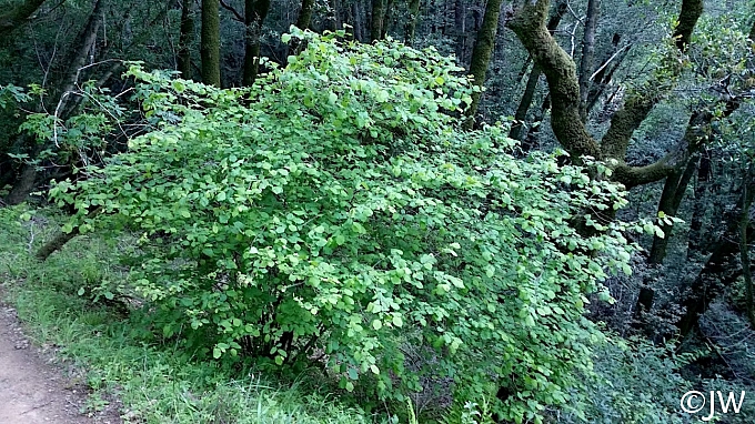 Corylus cornuta ssp. californica  western hazelnut