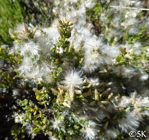 Baccharis pilularis - female  coyote bush