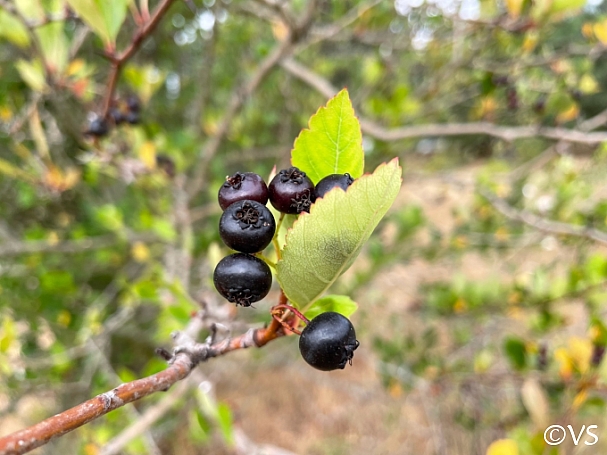 Crataegus gaylussacia  Klamath hawthorn