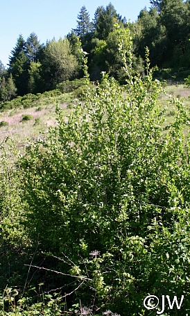 Crataegus gaylussacia  Klamath hawthorn