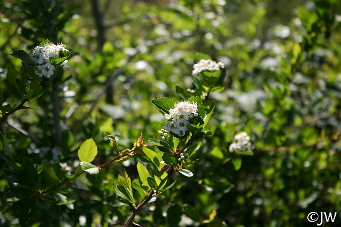 Crataegus gaylussacia  Klamath hawthorn
