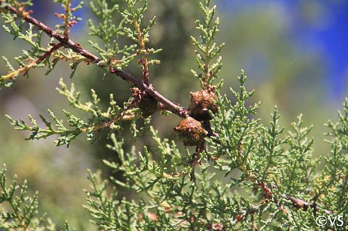 Hesperocyparis macnabiana  MacNab cypress