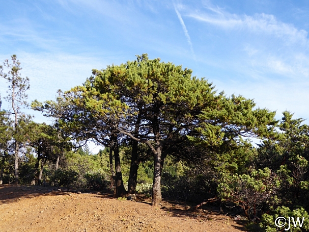 Hesperocyparis sargentii  Sargent cypress