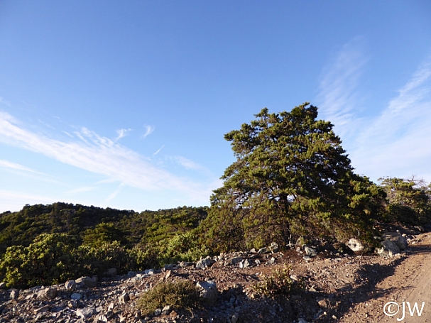 Hesperocyparis sargentii  Sargent cypress