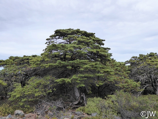 Hesperocyparis sargentii  Sargent cypress