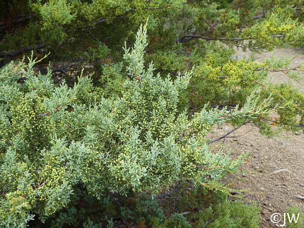 Hesperocyparis sargentii  Sargent cypress