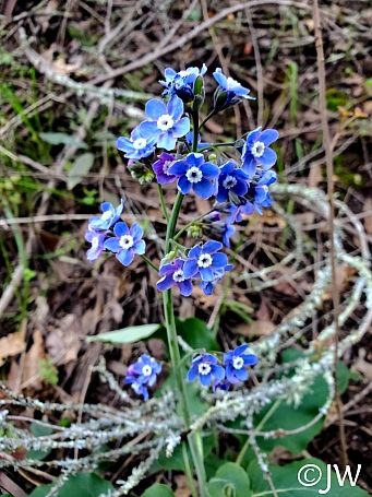 Adelinia (Cynoglossum) grandis  Pacific hound's tongue