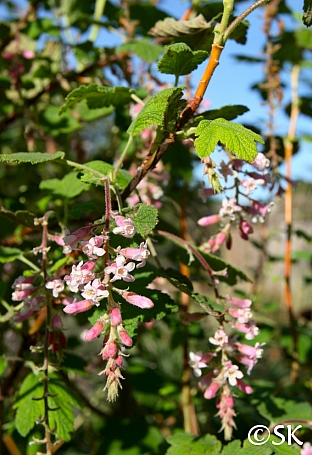 Ribes malvaceum 'Dancing Tassels' chaparral currant