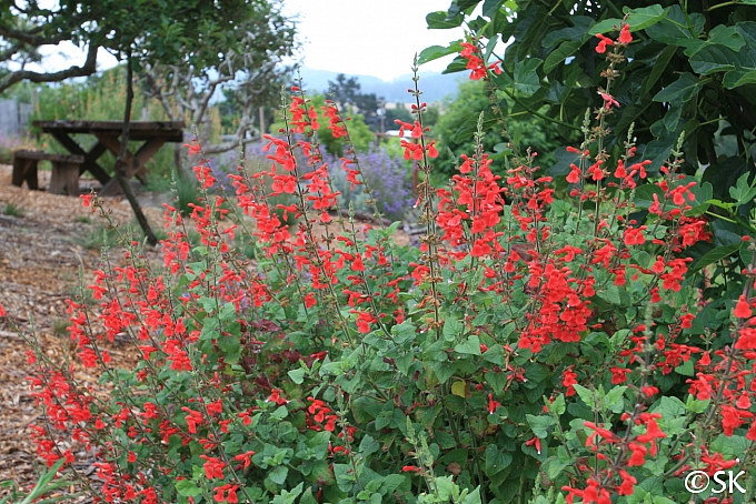 Salvia darcyi  Galeana sage