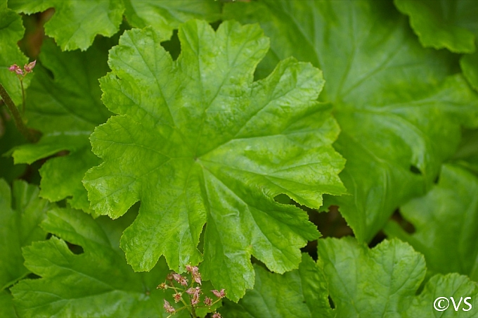 Darmera peltata - dwarf form  umbrella plant, indian rhubarb