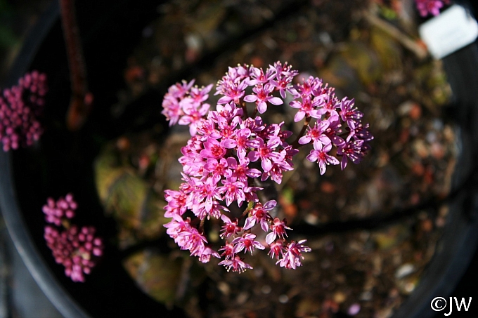 Darmera peltata - dwarf form  umbrella plant, indian rhubarb