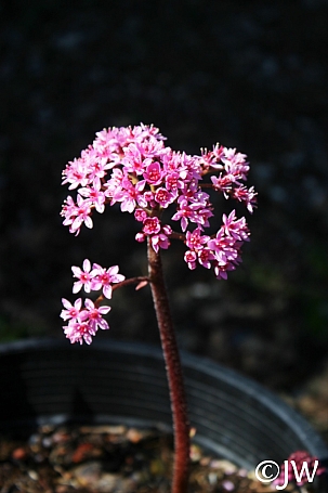 Darmera peltata - dwarf form  umbrella plant, indian rhubarb