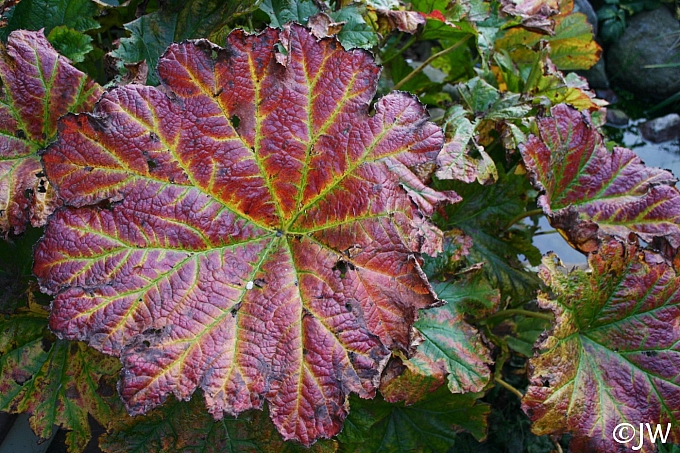Darmera peltata  umbrella plant, indian rhubarb