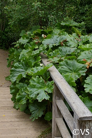 Darmera peltata  umbrella plant, indian rhubarb