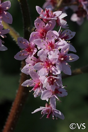 Darmera peltata  umbrella plant, indian rhubarb