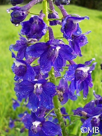 Delphinium trolliifolium  Columbian larkspur