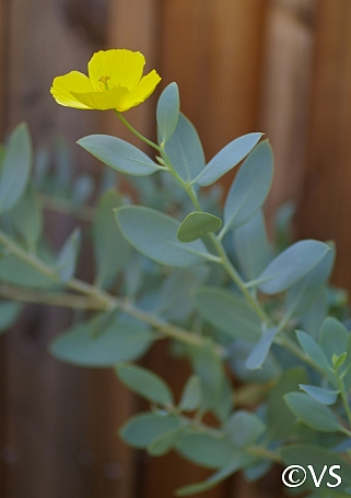Dendromecon harfordii  island bush poppy