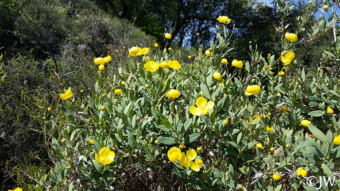 Dendromecon rigida  bush poppy