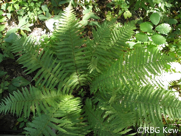 Dryopteris filix-mas  male fern